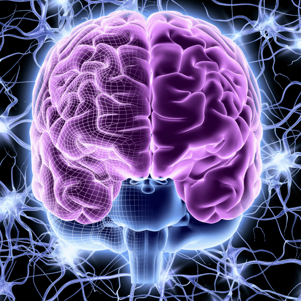 Das Gehirn als Vorhersagemaschine in der Selbstverteidigung? Das Gehirn und die Selbstverteidigung